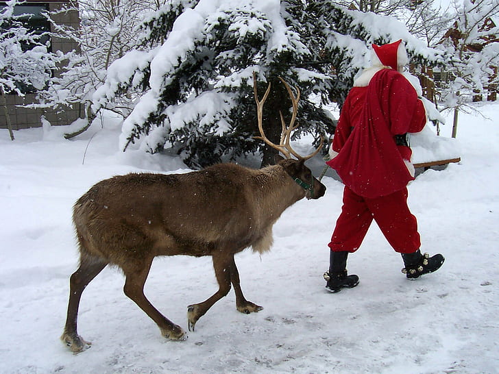 Коледа, празник, северни елени, HD тапет