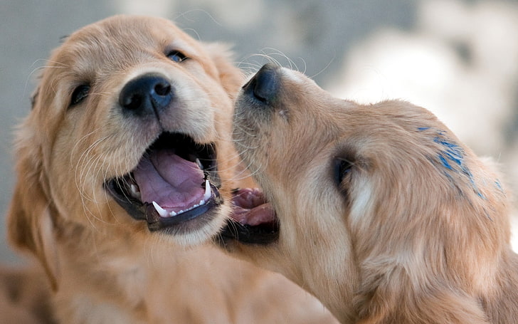 two golden Labrador retriever puppies, pups, couple, game, fun, frolic, paint, HD wallpaper