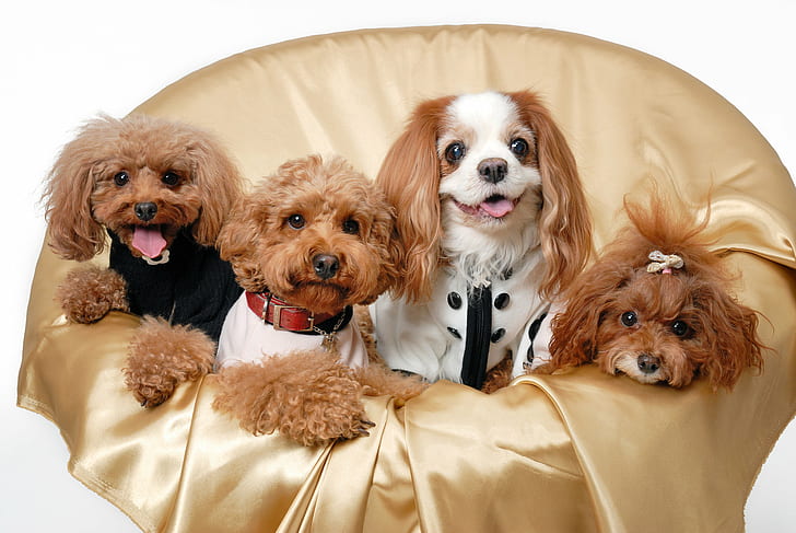 lucu, anjing, pudel, anak anjing, Wallpaper HD