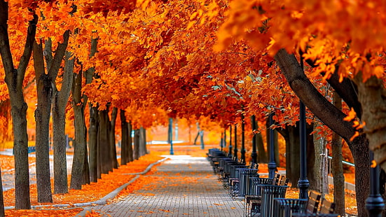 дървена лента, парк, червени листа, пейки, есенна природа, есенни дървета, алея на дървото, HD тапет HD wallpaper