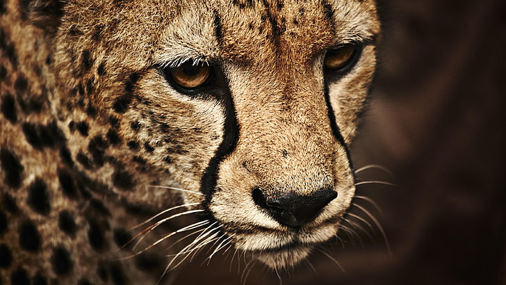 animals, big cat, wildlife, cheetah, head, terrestrial animal, whiskers, mammal, face, close up, fur, HD wallpaper