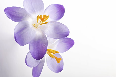紫白花、クロッカス、クロッカス、クロッカス、シリーズ、白、花、紫、黄色、アート、グラフィックス、StillLife、Profoto、スタジオ、ニコン、自然、蘭、花びら、植物、花の頭、クローズアップ、美しさで自然、 HDデスクトップの壁紙 HD wallpaper