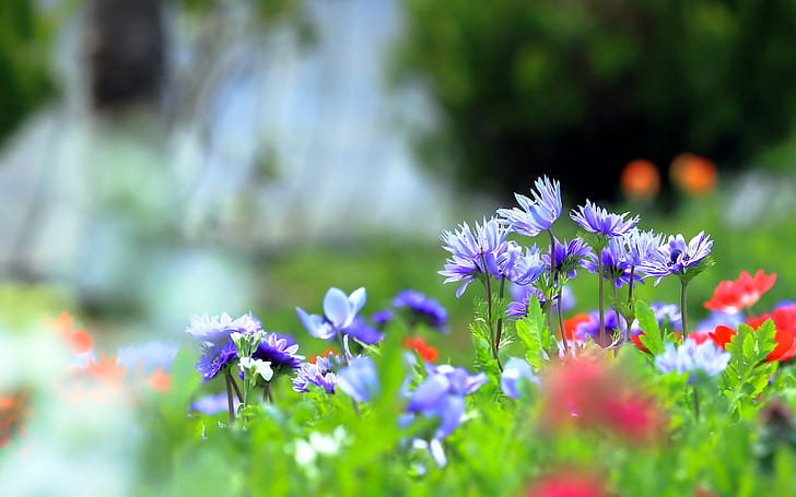 美しい花、紫の花びらの花畑傾斜写真、花、自然、夏、 HDデスクトップの壁紙