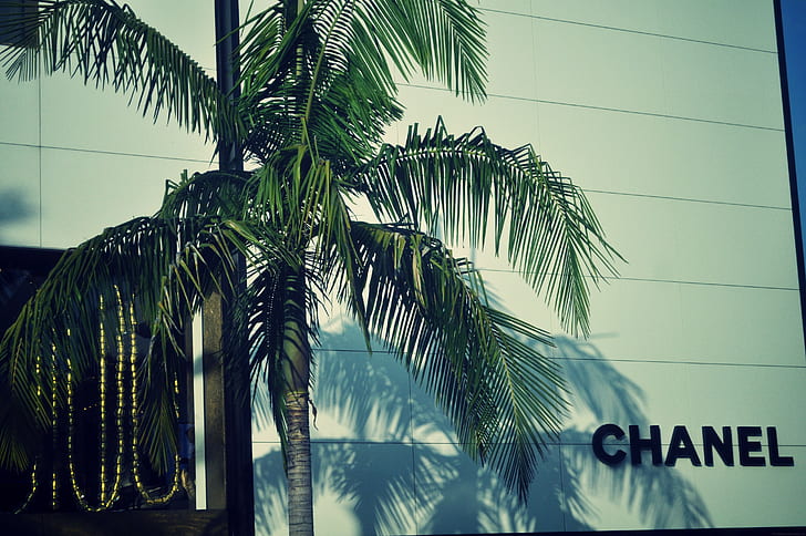 Chanel, logo, palmeras, Fondo de pantalla HD