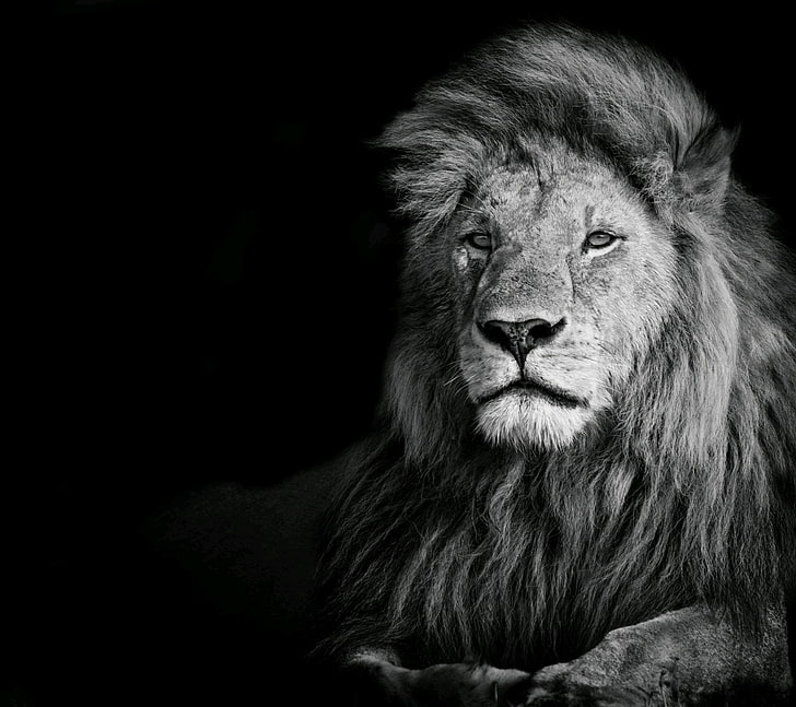 Animal, Lion, Black And White, Photography, Dark Background, animal, lion,  HD wallpaper | Wallpaperbetter
