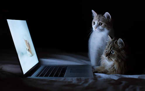 MacBook Pro, katt, kattdjur, bärbar dator, HD tapet HD wallpaper