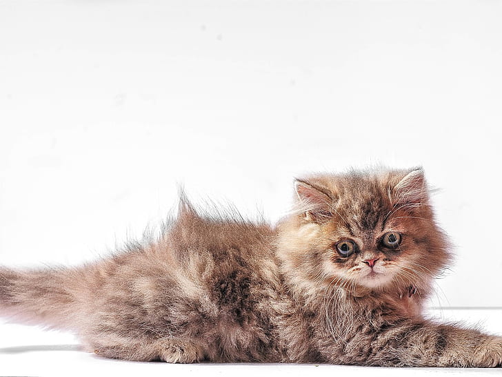 Космато коте, бял фон, Furry, Kitten, White, Background, HD тапет