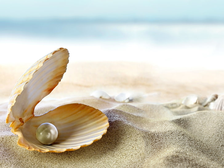 white seashell, sand, sea, beach, the sun, tropics, the ocean, shell, seashell, pearl, perl, HD wallpaper