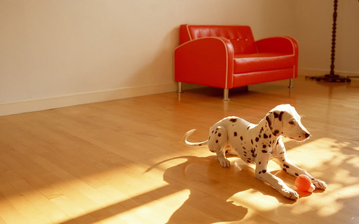 adult black and white Dalmatian, dalmatian, dog, room, floor, ball, toy, HD wallpaper