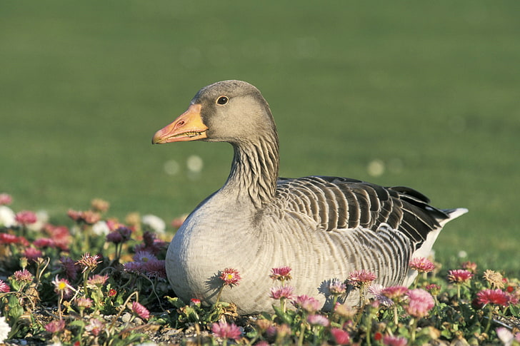 brown duck, goose, flowers, bird, HD wallpaper