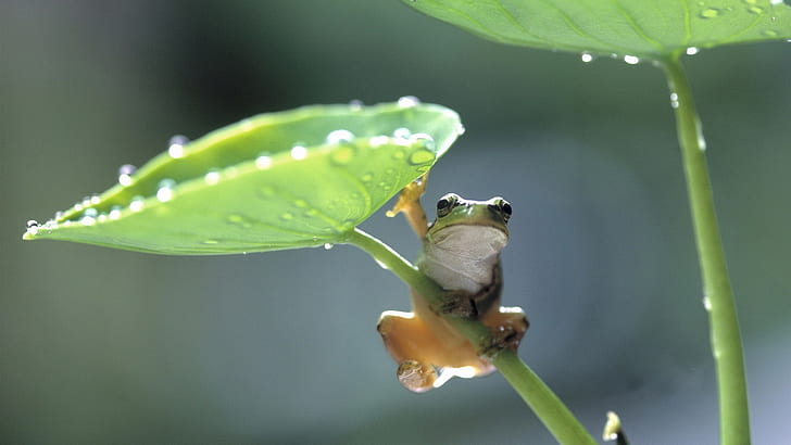 Green leaf frog, Green, Leaf, Frog, HD wallpaper