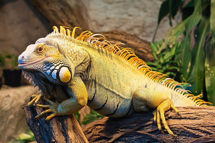 Iguana, zoo, USA, Green Iguana, tourism, reptile, San Diego, HD wallpaper