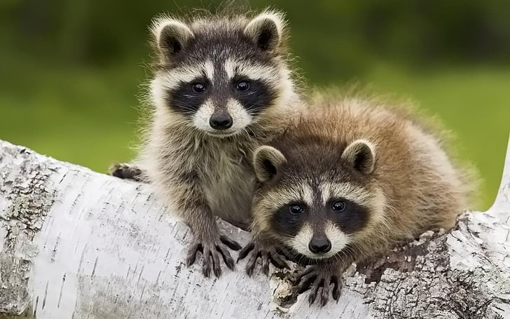 Baby Raccoons, two brown raccoons, Animals, Raccoon, cuty, baby, HD wallpaper