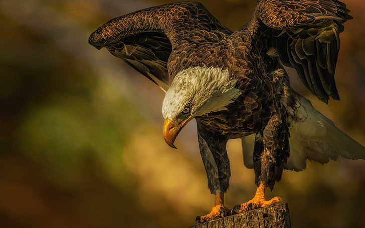 Плешивият орел на северноамериканската птица се храни предимно с риба, грабвайки я от вода с ноктите си HD тапет за мобилни устройства и таблети 3840 × 2400, HD тапет