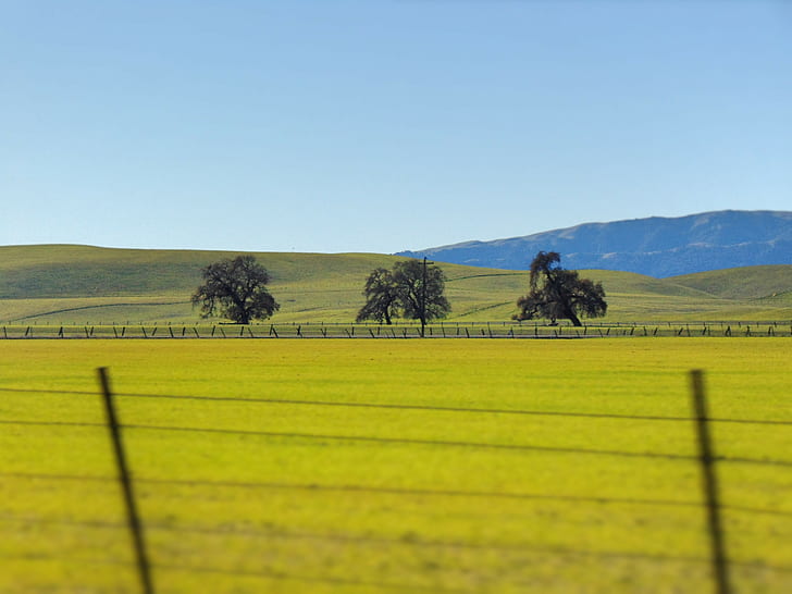 Kalifornien, Landschaft, Eichen, HD-Hintergrundbild