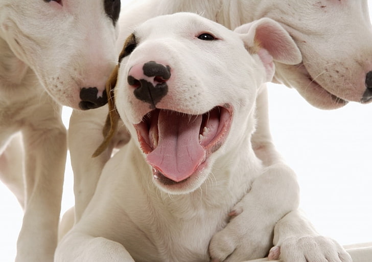dogs puppies terrier bull terrier Animals Dogs HD Art , dogs, terrier, Puppies, bull terrier, HD wallpaper
