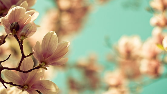 Cherry Blossom Flowers Macro Blur HD, natura, makro, kwiaty, rozmycie, kwiat, wiśnia, Tapety HD HD wallpaper
