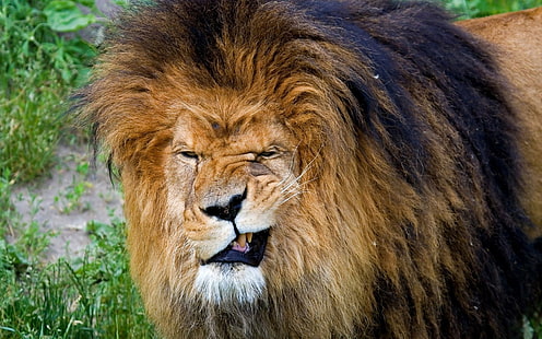 茶色のライオン、ライオン、歯、攻撃性、顔、たてがみ、捕食者、獣の王、大きな猫、 HDデスクトップの壁紙 HD wallpaper