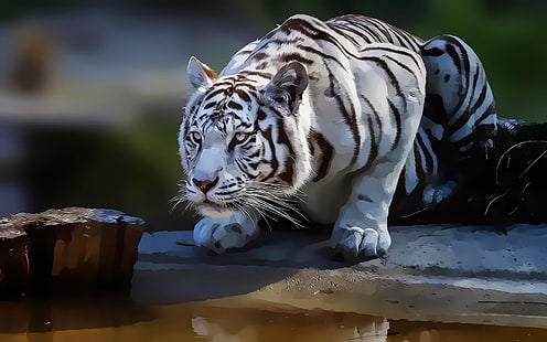 black and white albino tiger, tiger, white tigers, animals, artwork, drawing, HD wallpaper HD wallpaper