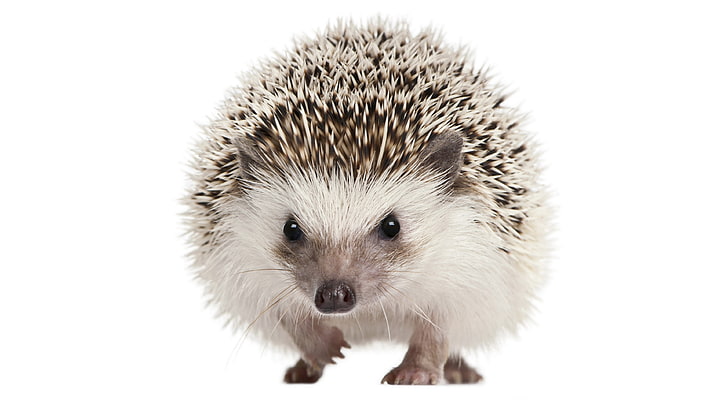 hedgehog, HD wallpaper