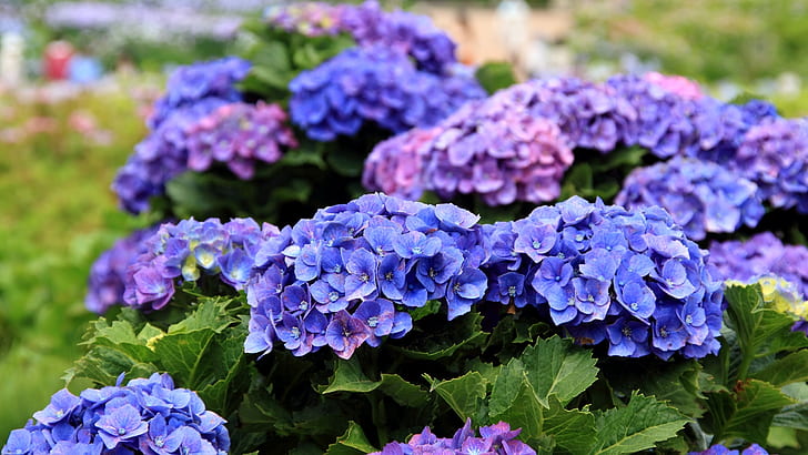 Hydrangea flowers blooms in the spring, Hydrangea, Flowers, Blooms, Spring, HD wallpaper