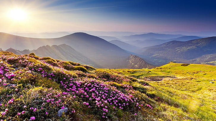 花L、自然、丘、山、花、風景、自然と風景、 HDデスクトップの壁紙