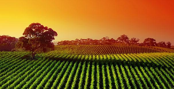 Sunset, Vineyard, Landscape, Agriculture, 4K, HD wallpaper HD wallpaper
