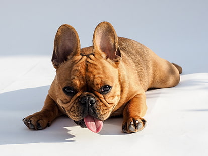 bronceado adulto bulldog francés, idioma, mirada, perro, hocico, bulldog, bulldog francés, Fondo de pantalla HD HD wallpaper