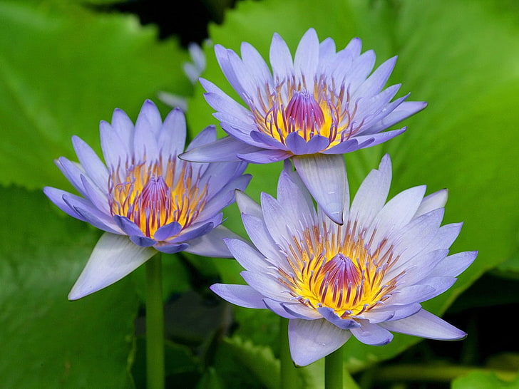 three purple-and-yellow water lily flowers, water lilies, three, greens, swamp, HD wallpaper