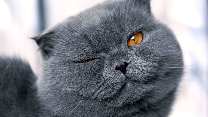 Mengedipkan mata, kucing, hewan, abu-abu, lucu, mengedipkan mata, lucu, Wallpaper HD