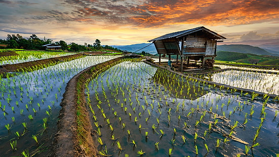  nature, landscape, clouds, sky, field, farm, trees, mountains, sunset, rice fields, Rice Terrace, Thailand, HD wallpaper HD wallpaper