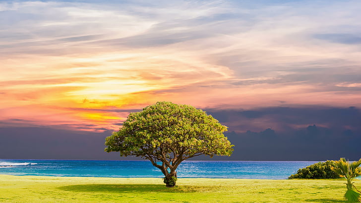 lone tree, coast, nature, sky, tree, beach, lonely tree, horizon, calm, cloud, sea, shore, grass, HD wallpaper