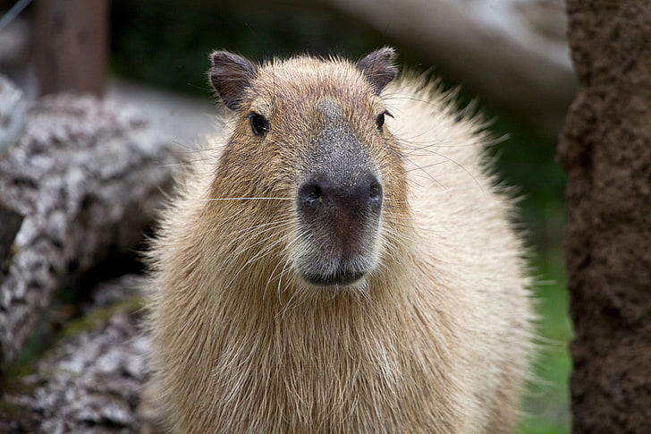 brown capibara, capybara, muzzle, nose, HD wallpaper