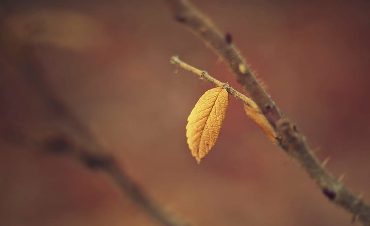 focus photography of withered leaf, Traces, photography, withered, Quebec, Brossard, Nature, Autumn  Fall, Flora, Plant, Branch, Leaf, Orange, Alone, Composition, Life, Canon, eos, Rebel, DSRL, 700d, Depth of field, dof, Focus, Details, autumn, close-up, yellow, season, tree, backgrounds, HD wallpaper