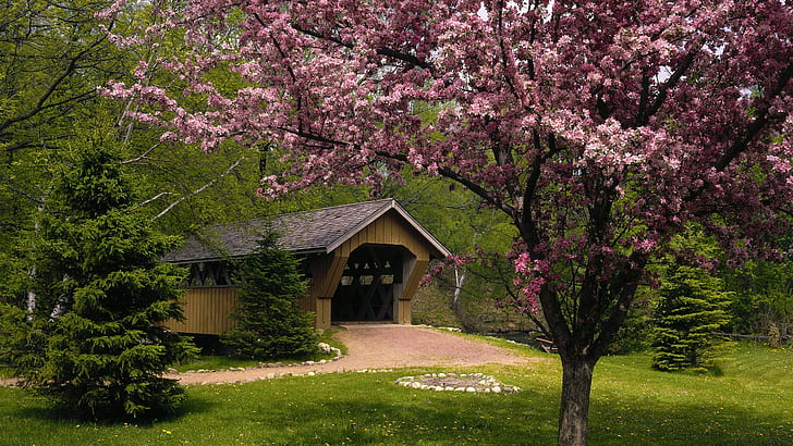 Pohon Cherry Blossom Garden Bridge HD, alam, pohon, jembatan, taman, mekar, ceri, Wallpaper HD