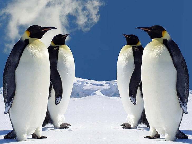 Aves, pingüino emperador, Fondo de pantalla HD