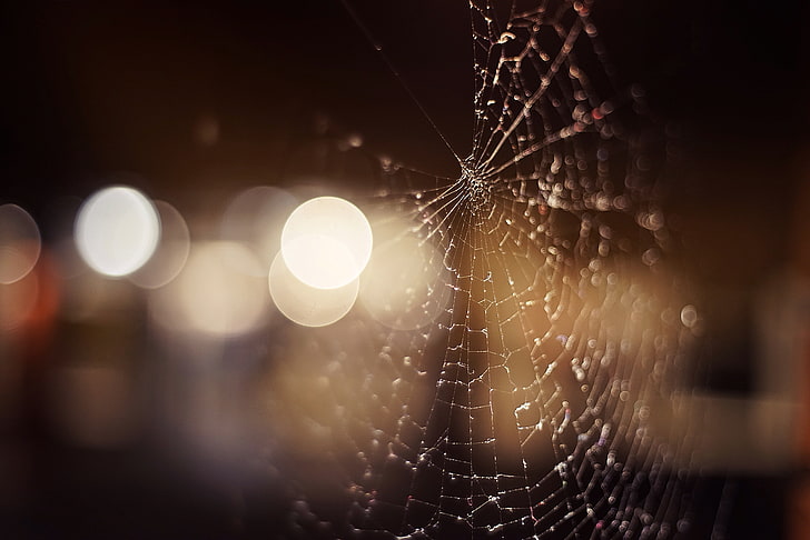 macro, spiderwebs, HD wallpaper