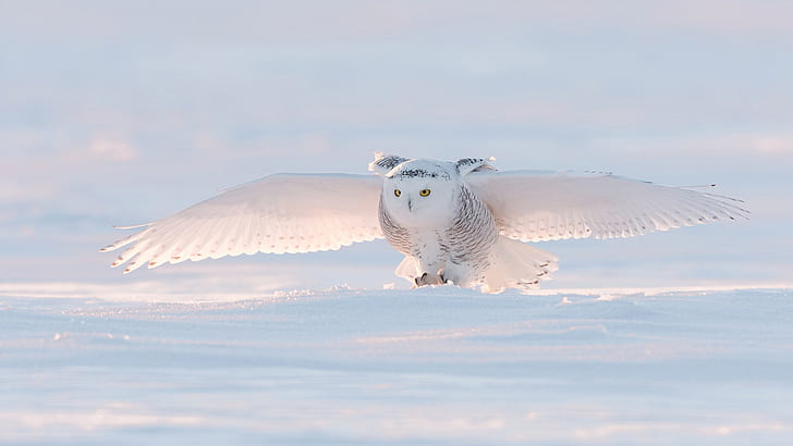 snow, birds, snowy owl, HD wallpaper