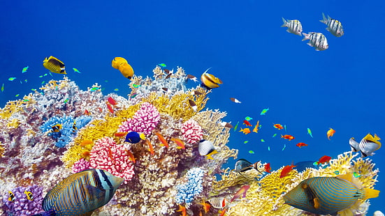 Dunia bawah laut, karang, ikan tropis, berwarna-warni, Bawah air, Dunia, Karang, Tropis, Ikan, Berwarna-warni, Wallpaper HD HD wallpaper