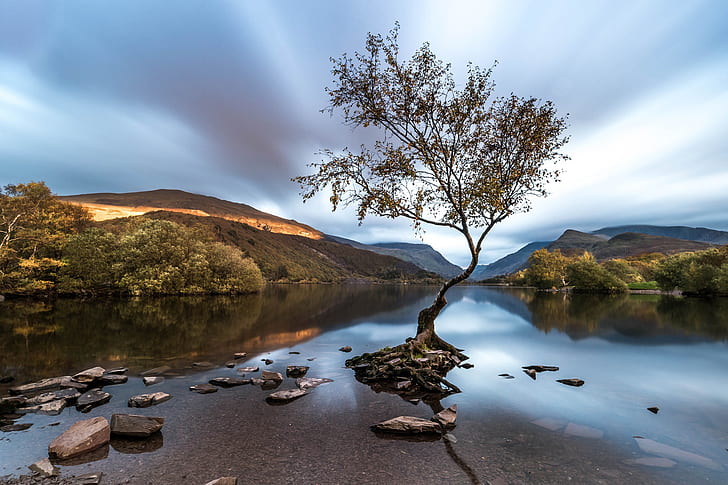 albero, Galles, Snowdonia, Llanberis, Sfondo HD