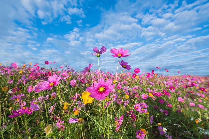 lapangan, musim panas, langit, bunga, warna-warni, padang rumput, pink, kosmos, Wallpaper HD