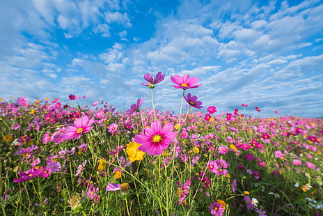 fält, sommar, himlen, blommor, färgglada, äng, rosa, kosmos, HD tapet HD wallpaper