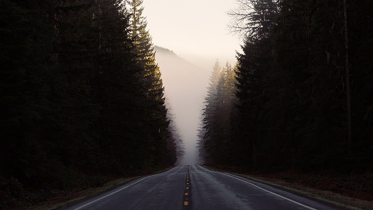 асфалтов път, природа, пейзаж, път, дървета, гора, мъгла, хълмове, HD тапет