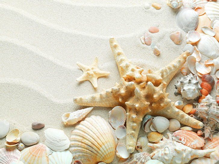 Seashells Starfish, shells, sandy, nature, white, beach, photography, sand, beauty, 3d and abstract, HD wallpaper