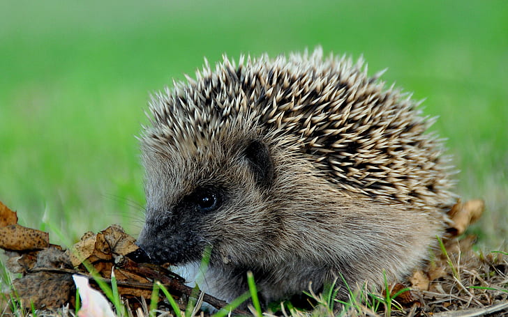 Hedgehog needle close-up, gray and black porcupine, Hedgehog, Needle, HD wallpaper