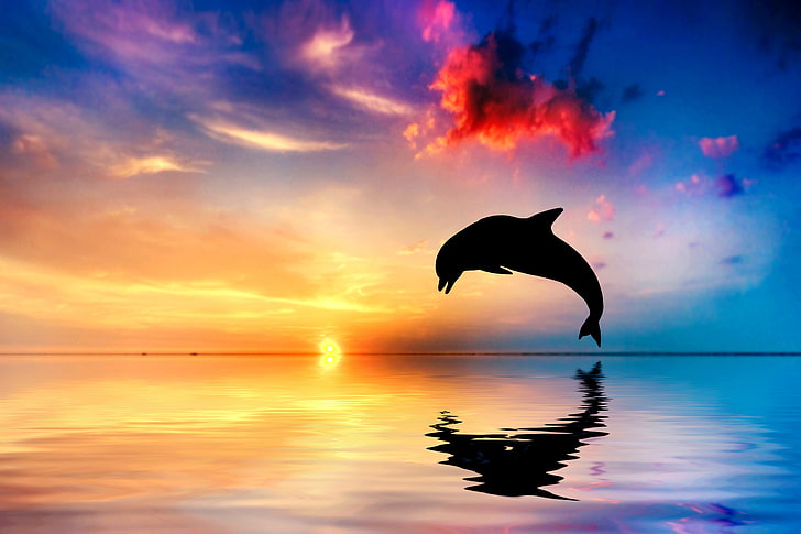 Delfin, zachód słońca, 5K, piękny ocean, Tapety HD
