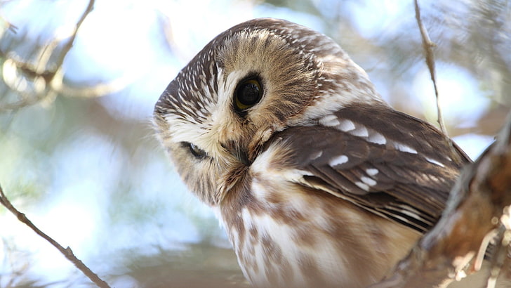 bird, owl, owlet, blurred, close up, HD wallpaper