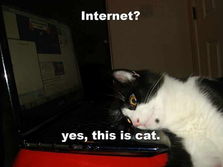 猫、コンピューター、面白い、不機嫌そうな、ユーモア、インターネット、ミーム、引用、 HDデスクトップの壁紙