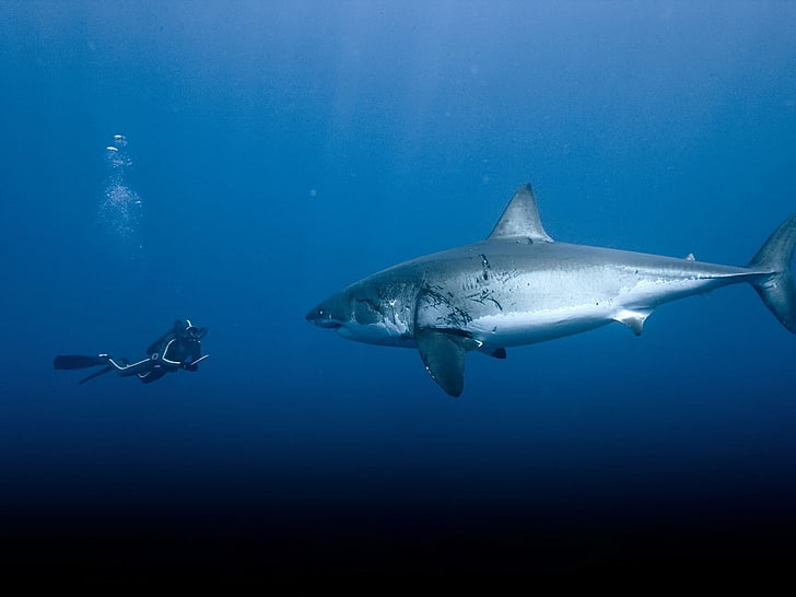 Gran tiburón blanco, animales, Fondo de pantalla HD