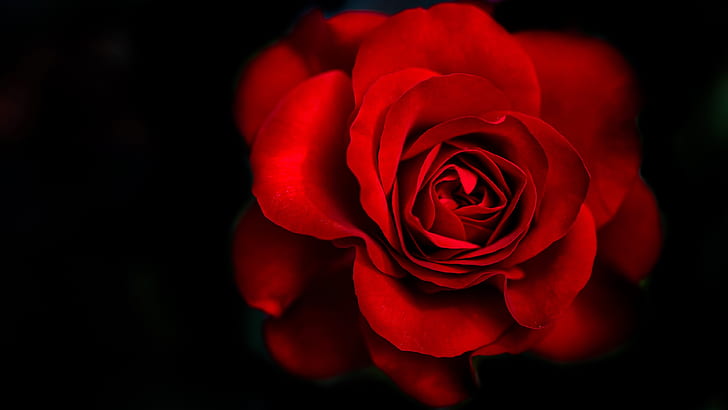 red rose 4k desktop  cool, HD wallpaper